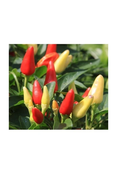 Muka Botanik Karışık Süs Biberi Tohumu 25+ Tohum ürün görseli