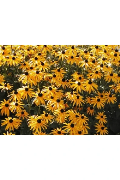 Muka Botanik 20 Adet Black Eyed Susan Tohumu - Resim 2