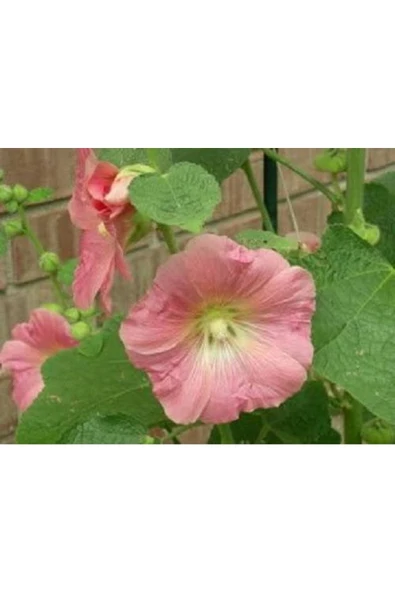 Muka Botanik 20 Adet Mixed Colors Hollyhock Country Romance Tohumu - Resim 2