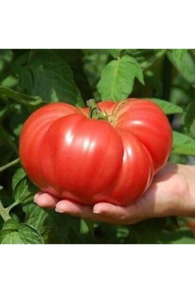 Muka Botanik Ithal Dev Hollanda Domates Tohumu Ekim Seti - Resim 3