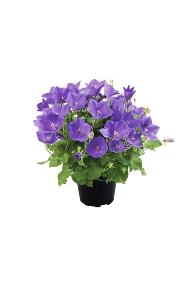 Muka Botanik Çan Çiçeği Tohumu 5 Adet Tohum Kadeh Çiçeği ürün görseli