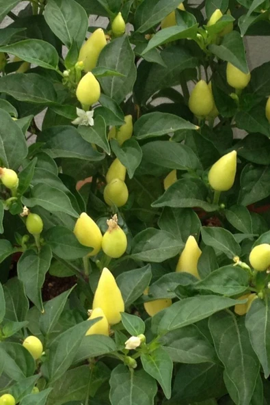 Muka Botanik Sarı Turşuluk Misket Biberi Tohumu / 20 Adet Tohum - Resim 4
