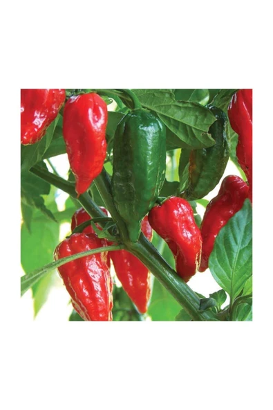 Muka Botanik Ithal Nadir Çok Acı Jolokia Biber Tohumu 10 Adet Tohum Zehir Gibi Acı Biber - Resim 3