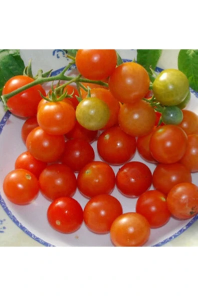 Muka Botanik Tonadose De Conores Domates Tohumu ürün görseli
