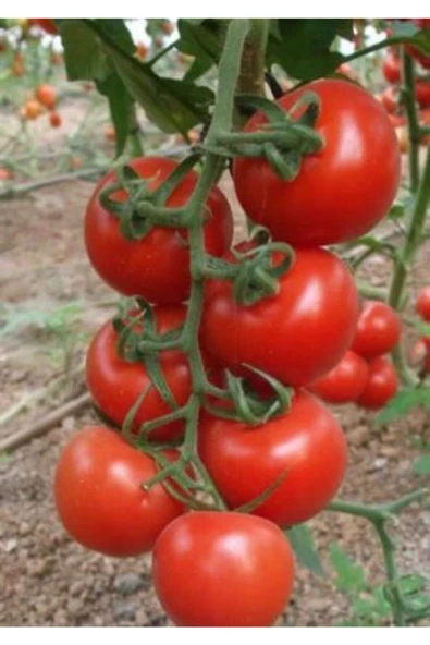 Muka Botanik Nadir Beşdeli Erkenci Domates Tohumu Ekim Seti - Resim 4