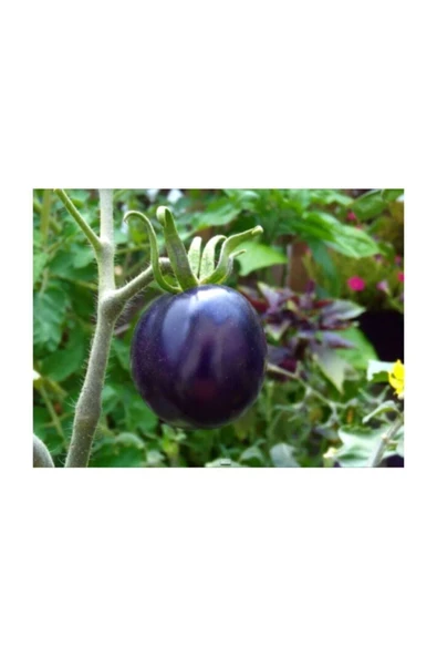 Muka Botanik Nadir Ithal Mor Domates Tohumu 10 Adet Tohum - Resim 3