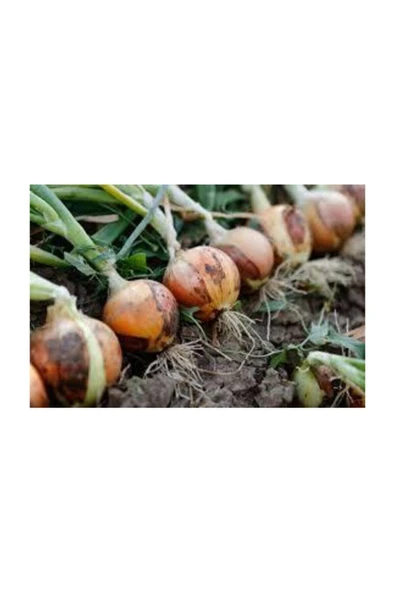 Muka Botanik Kışlık Soğan Tohumu 100 Adet Tohum - Resim 3
