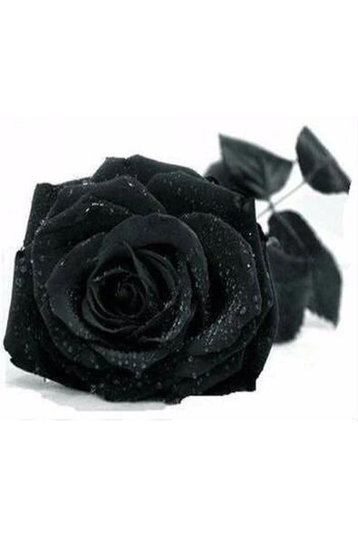 Muka Botanik 5 Adet Siyah Gül Tohumu ürün görseli