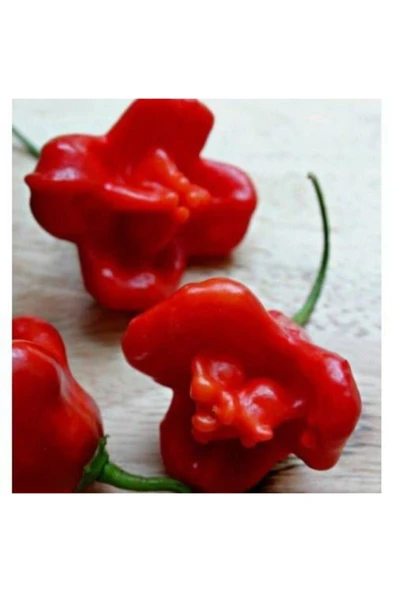 Muka Botanik Nadir Ithal Kırmızı Gül Biberi Tohumu Ekim Seti 10 Tohum Biber Tohumu Saksı Toprak Kombin - Resim 3