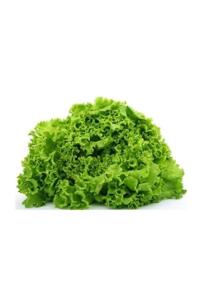 Muka Botanik Arapsaçı Kıvırcık Marul 1000+ Tohum ürün görseli