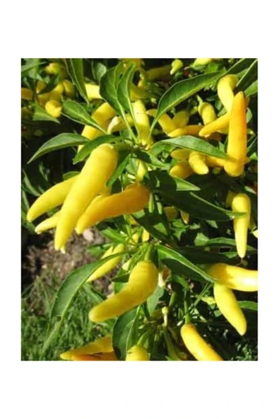 Muka Botanik Geleneksel Acı Yayla Biberi Tohumu 20 Adet Tohum - Resim 2