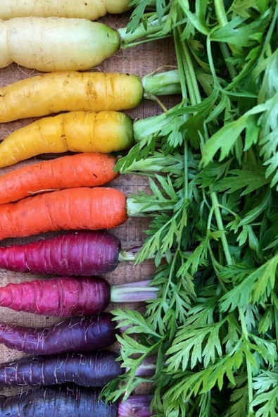 Muka Botanik Ithal Renkli Havuç Tohumu 40 Adet Havuç Tohumu - Resim 2