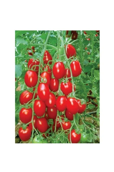 Muka Botanik Roma Salkım Domates Tohumu ürün görseli