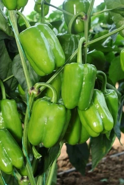 Muka Botanik Antep Acı Dolmalık Biber Tohumu / 10+ Adet Tohum - Resim 2