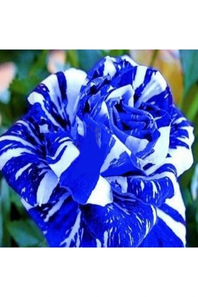 Muka Botanik 5 Adet Mavi Beyaz Gül Tohumu ürün görseli
