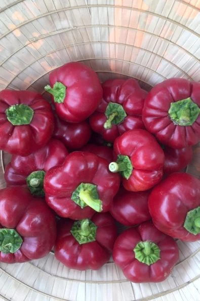 Muka Botanik Kamber Domates Biberi Tohumu / 10+ Adet Tohum - Resim 5