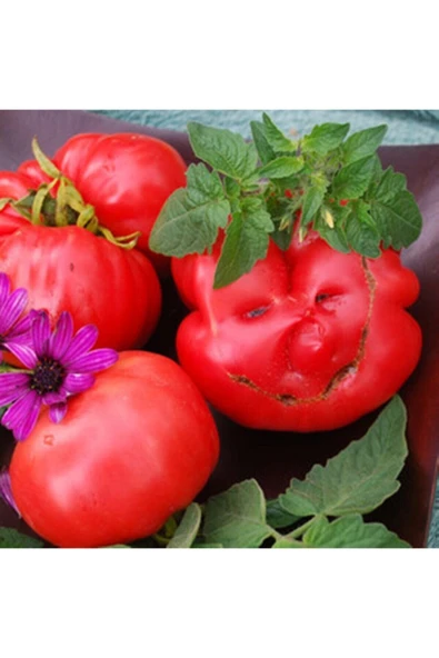 Muka Botanik Mortgage Lifter Pink Domates Tohumu ürün görseli