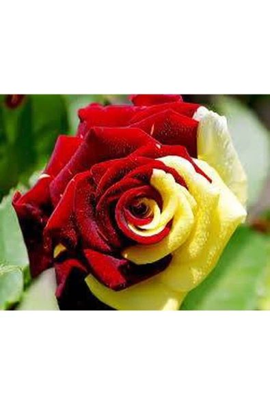 Muka Botanik 5 Adet Sarı Kırmızı Gül Tohumu ürün görseli