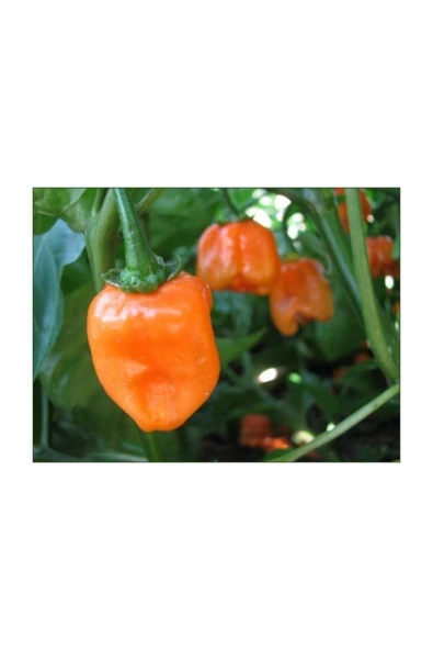 Muka Botanik Çok Acı Habanero Biberi Tohumu 5 Adet Tohum Biber Tohumu ürün görseli