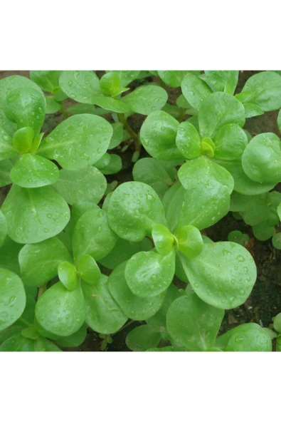 Muka Botanik 200 Adet Iri Yapraklı Semizotu Tohumu - Resim 2