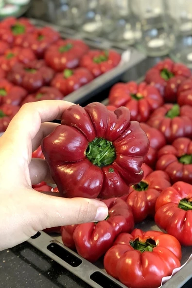 Muka Botanik Kamber Domates Biberi Tohumu / 10+ Adet Tohum - Resim 4