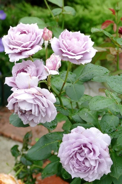Muka Botanik 5 Adet Novalis Gül Tohumu ürün görseli
