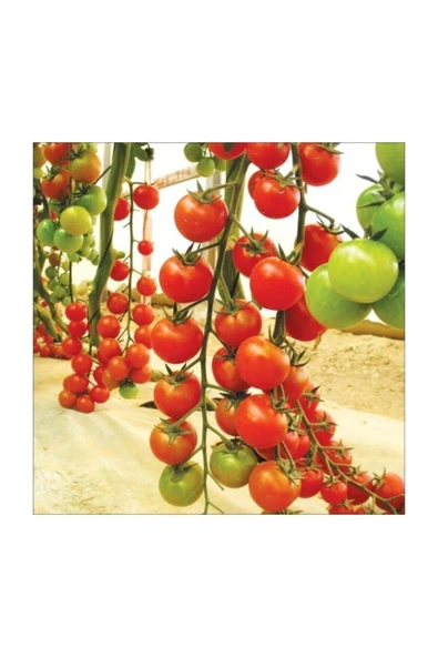 Muka Botanik Agrobazaar Sarkan Cherry Domates + 25 Tohum + (saksı Toprak Seti ) - Resim 2