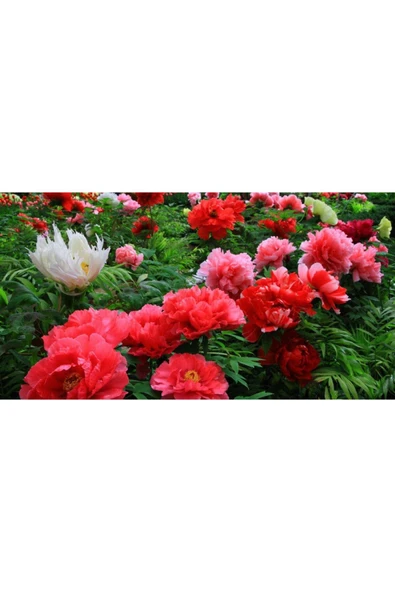 Muka Botanik 5 Adet Pembe Şakayık Çiçeği Tohumu - Resim 2