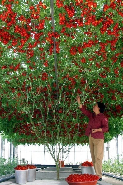 Muka Botanik Italyan Domates Ağacı Tohumu / +10 Adet Tohum ürün görseli