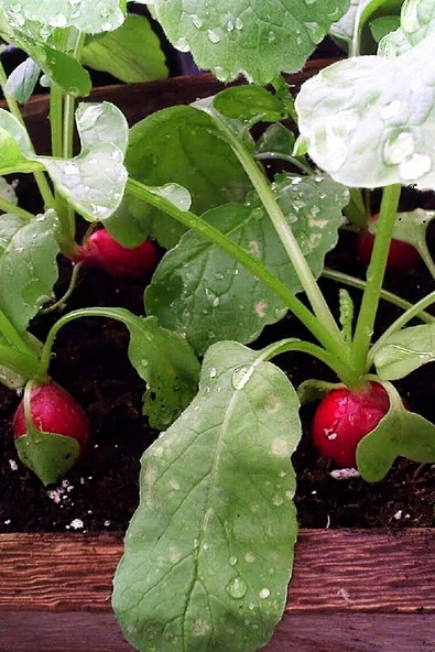 Muka Botanik Yerli Fındık Turp Tohumu / 20 Adet Turp Tohumu - Resim 3