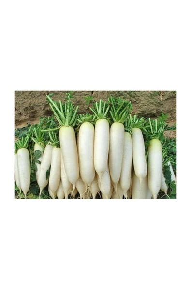 Muka Botanik Beyaz Japon Turp Tohumu 25+ Adet Tohum ürün görseli