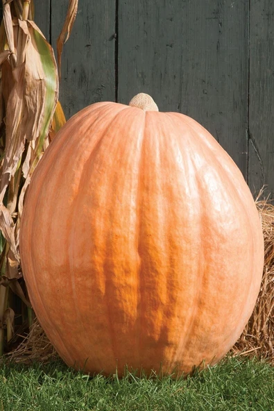 Muka Botanik Dev Bal Kabağı Tohumu / 5+ Adet Tohum - 5