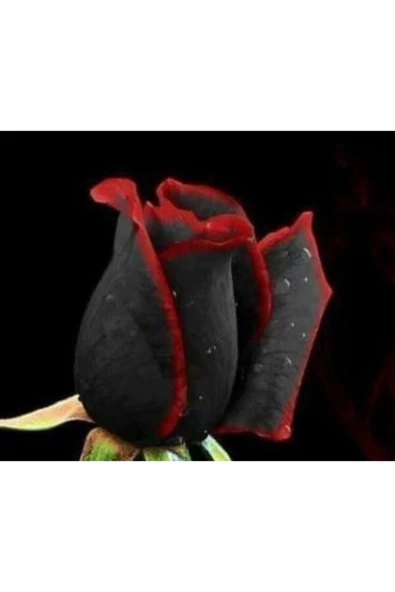 Muka Botanik 5 Adet Siyah Kırmızı Kenarlı Gül Tohumu ürün görseli