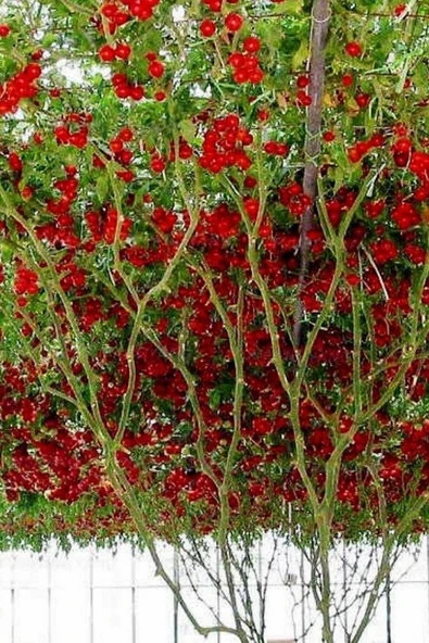 Muka Botanik Italyan Domates Ağacı Tohumu / +5 Adet Tohum - Resim 3