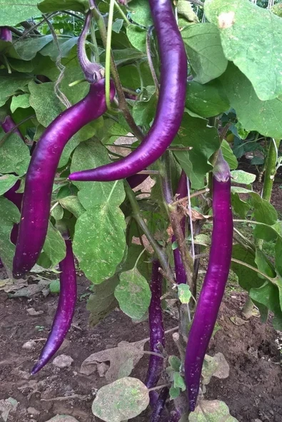 Muka Botanik Mor Tayland Patlıcan Tohumu / 5+ Adet Tohum - Resim 2