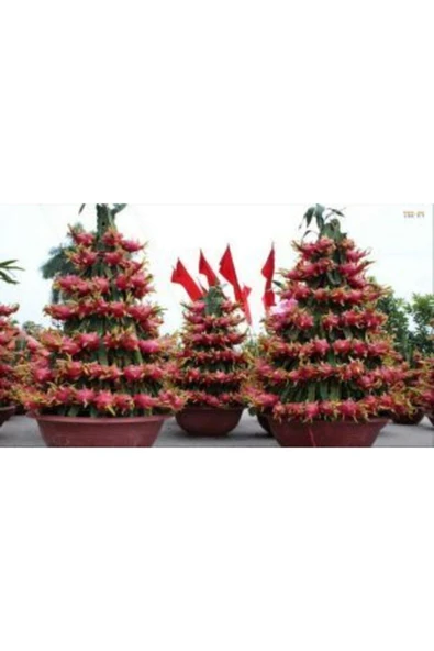 Muka Botanik Tropikal Ejder Meyvesi Tohumu Ekim Seti - Resim 5