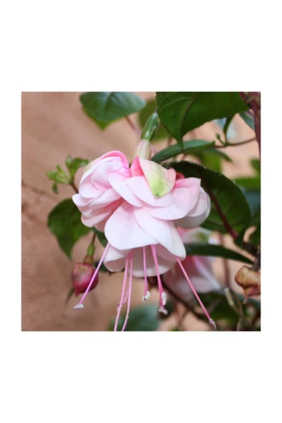 Muka Botanik Beyaz Küpeli Çiçeği Tohumu 5 Adet Tohum Çiçek Tohumu - Resim 3