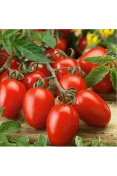 Muka Botanik Bursa Domates Tohumu Ekim Seti - Resim 3