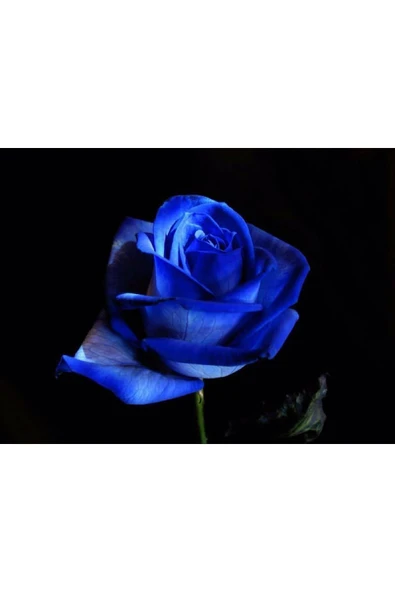 Muka Botanik 5 Adet Gece Mavisi Gül Tohumu ürün görseli