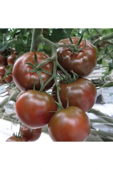 Muka Botanik Siyah Sırık Domates Tohumu ürün görseli