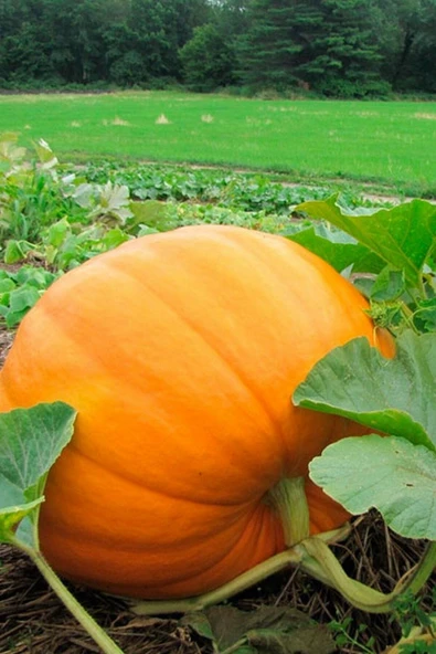 Muka Botanik Dev Bal Kabağı Tohumu / 5+ Adet Tohum - 2