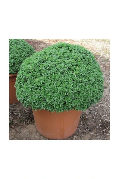 Muka Botanik Mis Kokulu Top Reyhan Tohumu 15 Adet Tohum Çiçek Tohumu Fesleğen ürün görseli