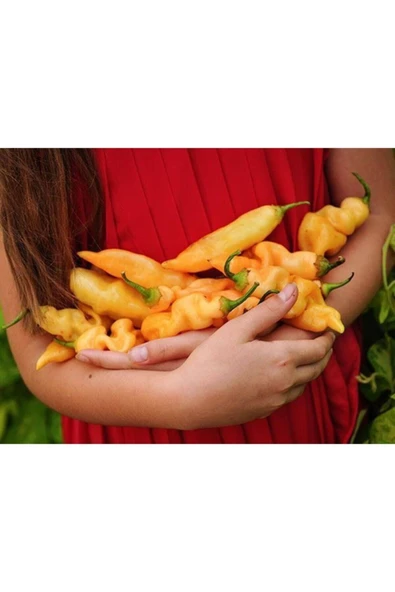 Muka Botanik Rush Peach Acı Biber Tohumu ürün görseli