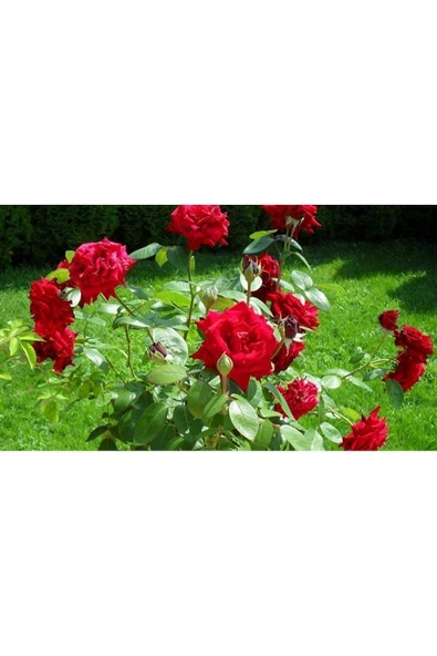 Muka Botanik 5 Adet Kırmızı Gül Tohumu ürün görseli