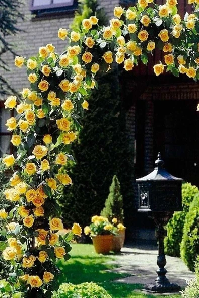 Muka Botanik 10 Adet Sarı Sarmaşık Gül Tohumu ürün görseli