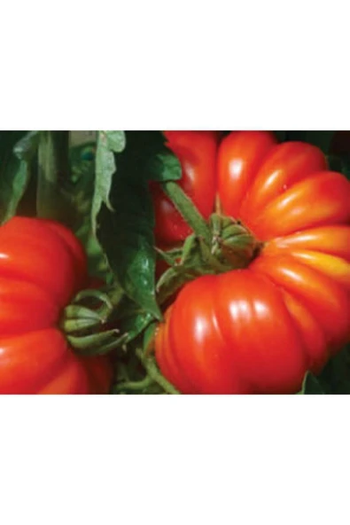 Muka Botanik Nadir Dev Italyan Pileli Domates Tohumu Ekim Seti - Resim 4