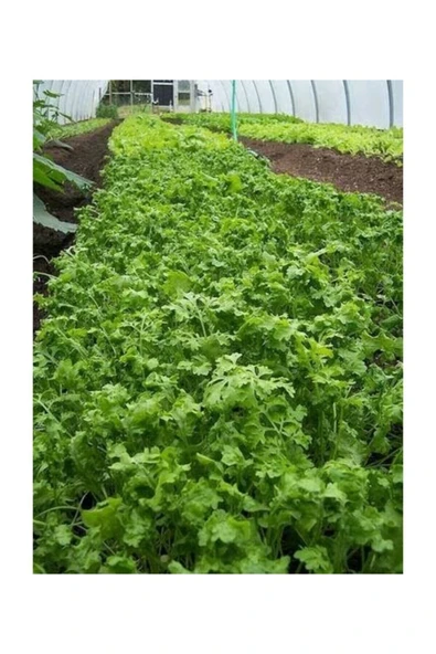 Muka Botanik Nadir Ithal Crinkled Tere Tohumu 200 Adet Tohum - Resim 2