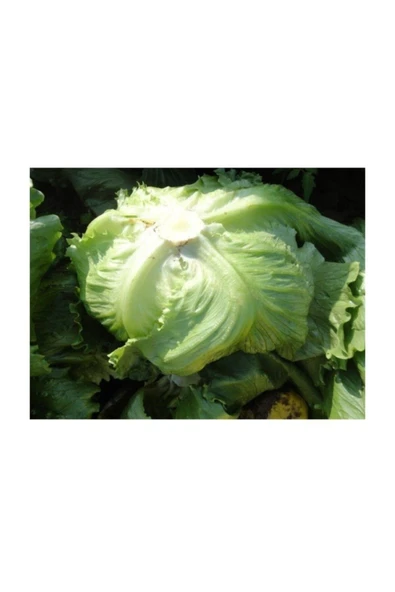 Muka Botanik Iceberg Marul Tohumu 400+ Tohum ürün görseli