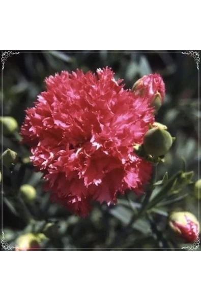 Muka Botanik 10 Adet Chabaud Pure Rose Carnation Tohumu ürün görseli