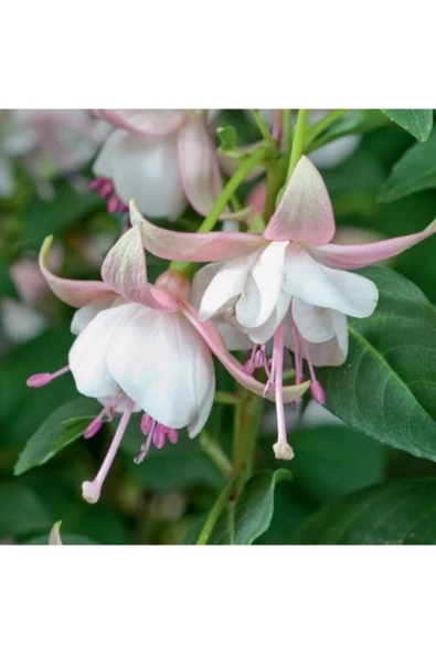 Muka Botanik Pembe Küpeli Çiçeği Tohumu Ekim Seti - Resim 4